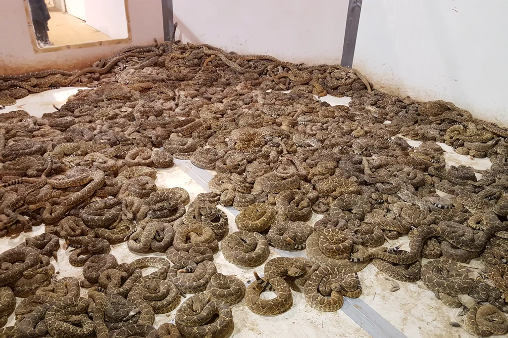 Rattlesnake Roundup