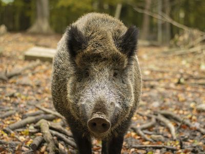 Wild boars are causing major issues in Italy.