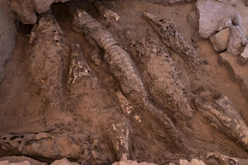View of the mummified crocodiles in situ