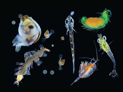Researchers collected this mixture of plankton – small zooplanktonic animals, larvae and single cell protists – in the Pacific Ocean with a 0.1 mm mesh net.