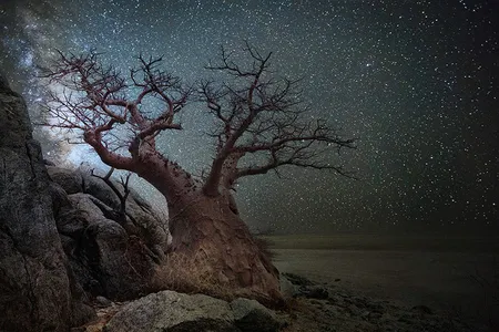Lyra — A baobab in Botswana.