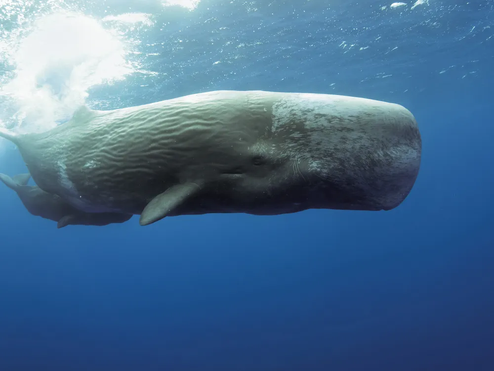 Sperm whale with calf underwater