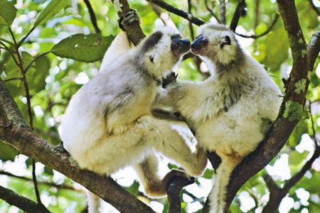 Silky sifakas have long eked out an existence in rugged, high-altitude forests.  Now the growing number of people nearby pose a threat to the furtive primate.