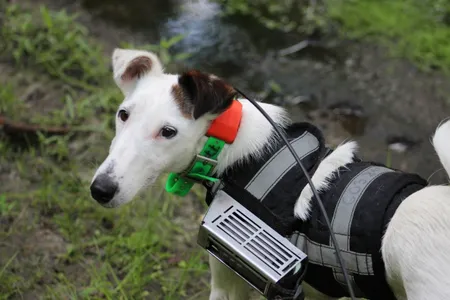 A terrier fitted with GPS remote tracking device and camera 