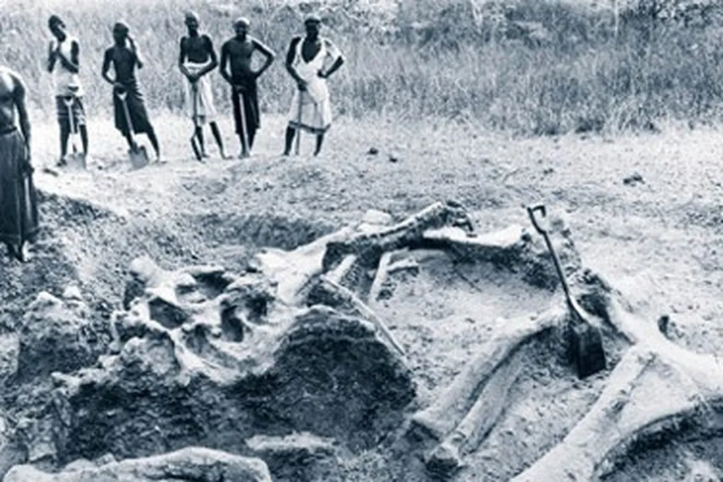 The bones of Giraffatitan as discovered in Tanzania.