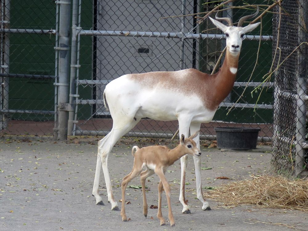 Dama Gazelle Calf