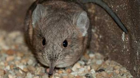 An adorable elephant shrew