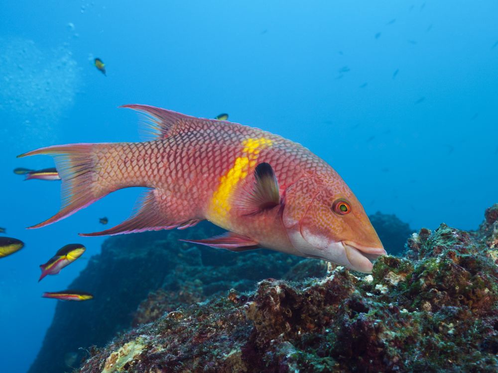 A red hogfish with a yellow stripe swims over coral