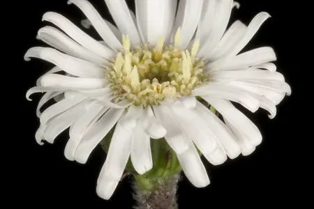 The samples of the unspecified species of flower belonged to the Lagenophora genus.