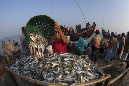 Fish caught for drying in a village in Bangladesh