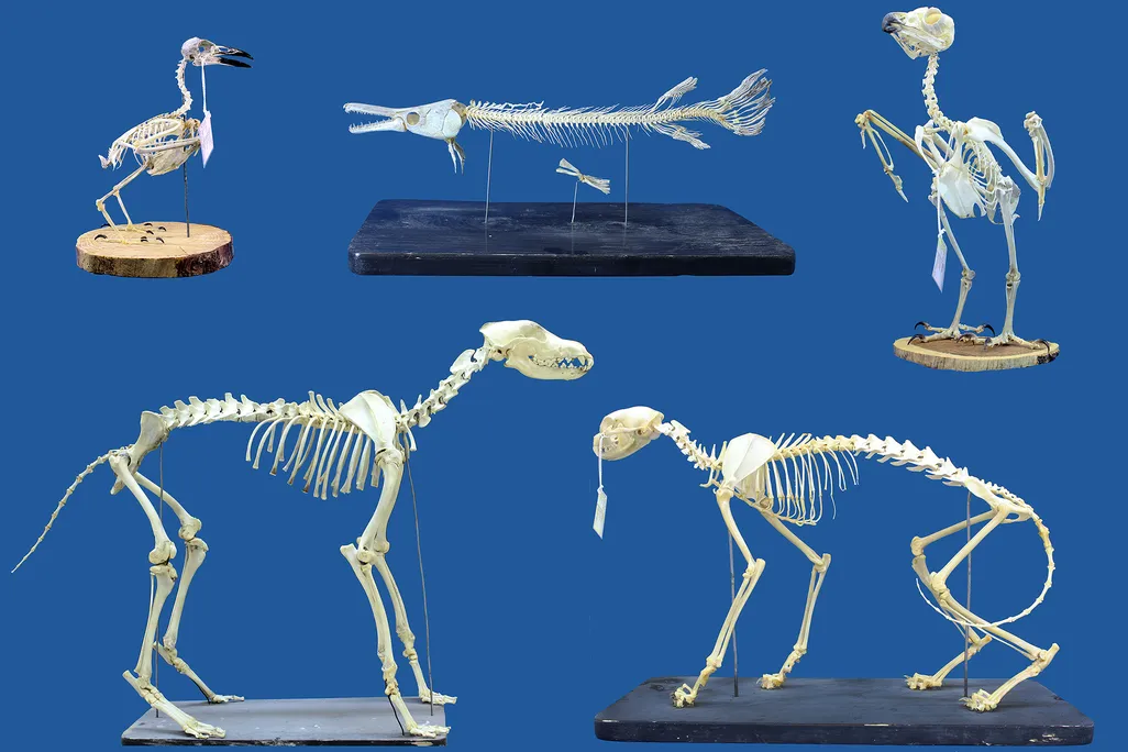 Skeletons of different animals against a blue backdrop