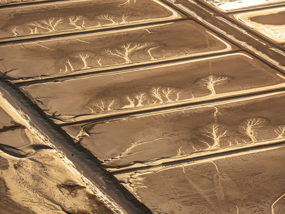Ghost Forest of the Salt Ponds | Smithsonian Photo Contest ...