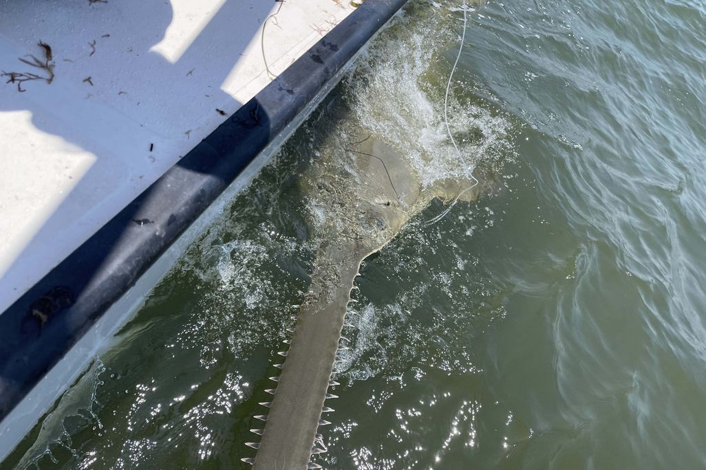 a sawfish in the water next to a boat, showing its toothed nose