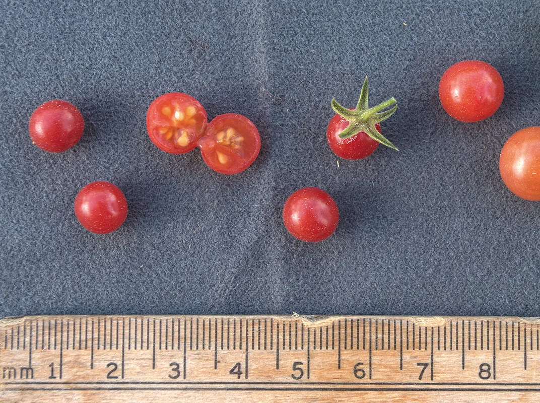 The <i>solanum pimpinellifolium</i> measured in millimeters. (Scott Peacock, C.M. Rick Tomato Genetics Resource Center; image cropped)