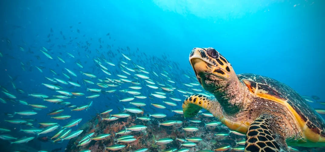 A hawksbill sea turtle