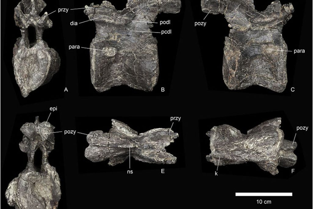 Stegosaurus vertebrea
