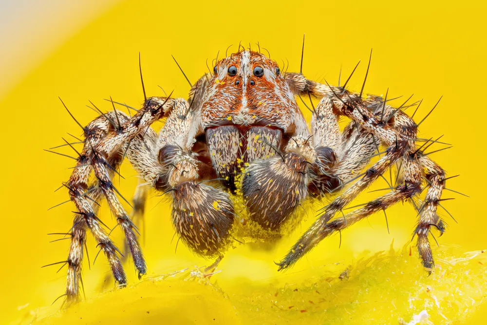 hairy spider against yellow background