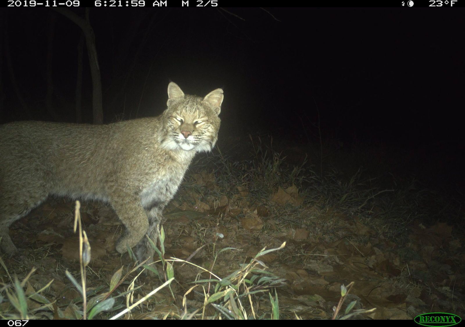 Unusual Urban Bobcat Spotted in Washington, . | Smart News| Smithsonian  Magazine