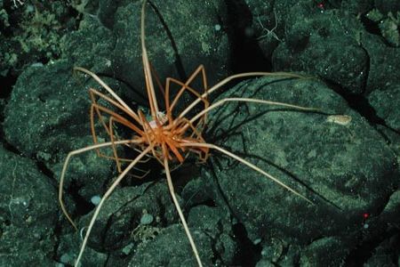 Sea spiders (pycnogonids) were found on the slope and base habitats of Davidson Seamount, California.