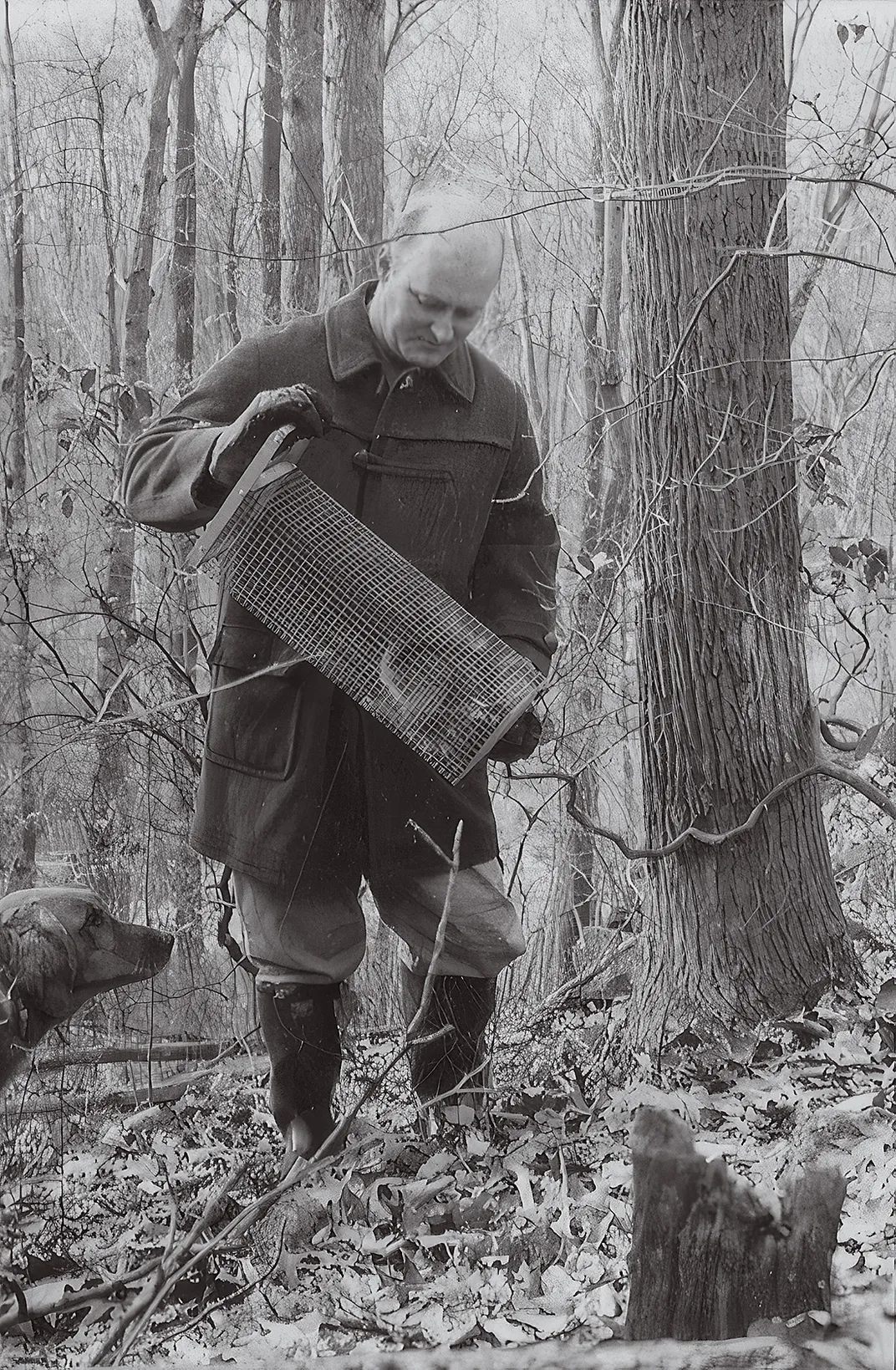 zoologist captures a squirrel in a cage