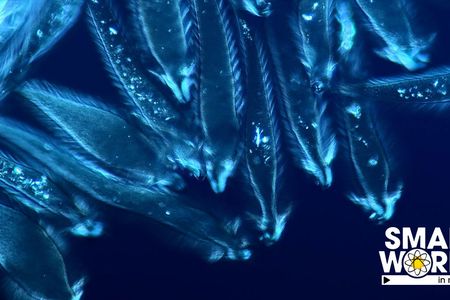 To get the award-winning shot, Fabian J. Weston, used a microscope from the 1970s and went as far as creating a saline solution that would keep the micro-fauna alive while imaged.

