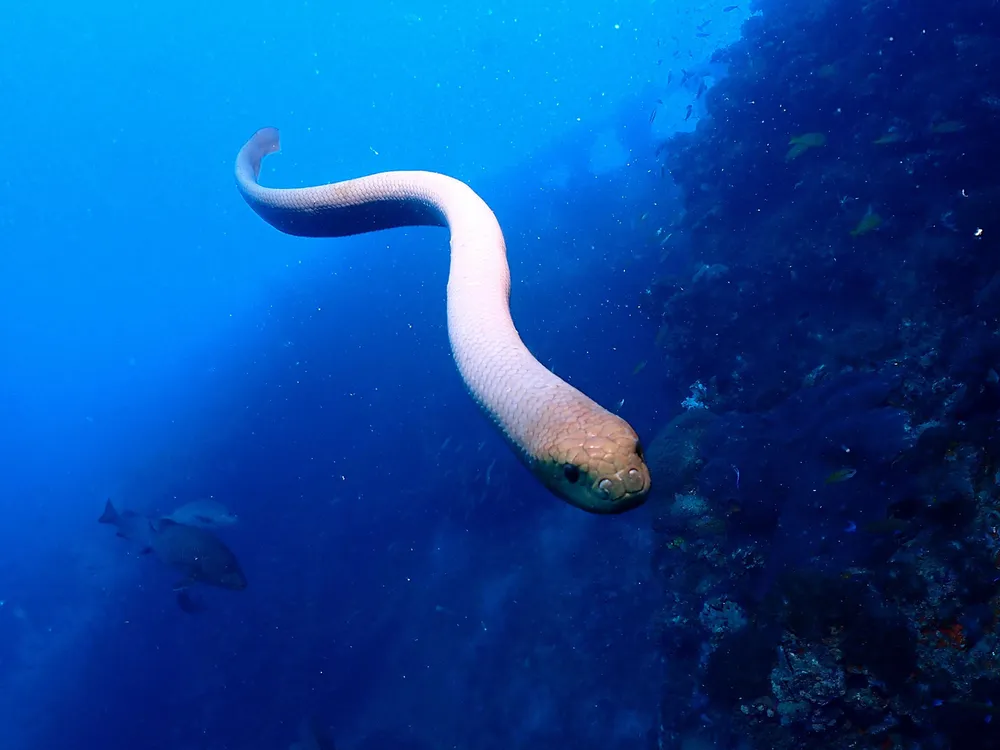 Sea Snake Swimming