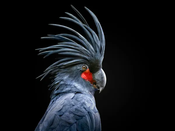 Palm cockatoo thumbnail