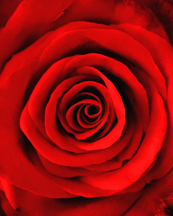 Closeup of a rose's heart thumbnail