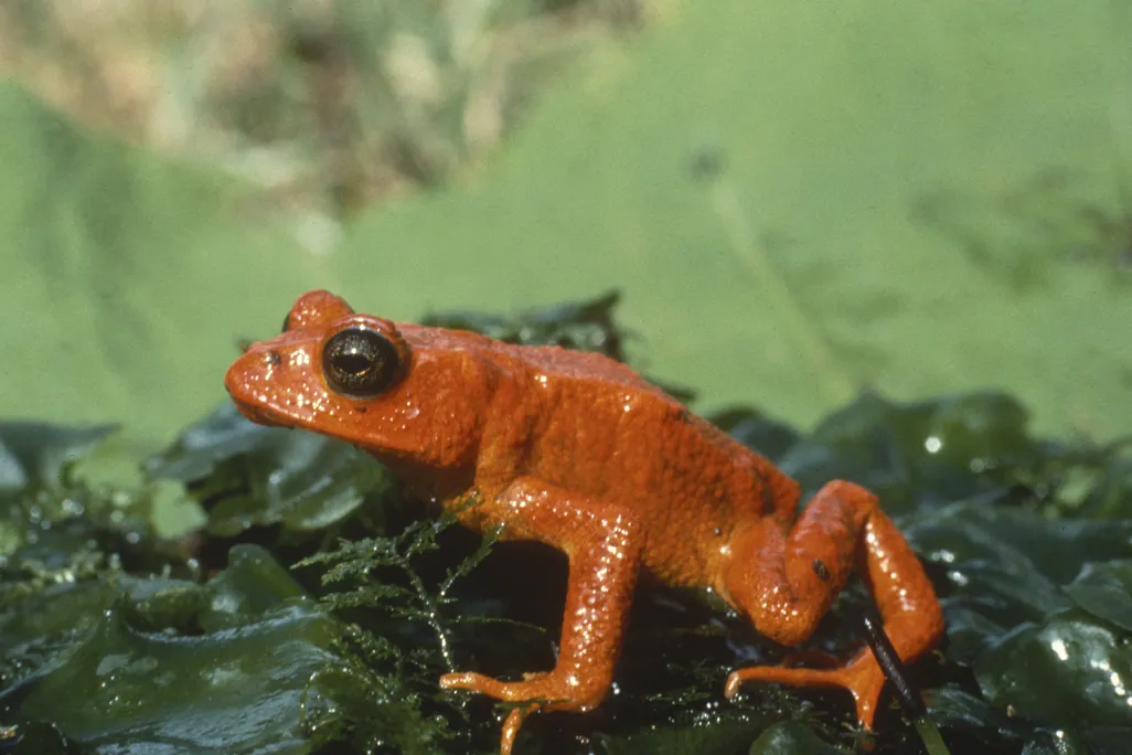 A golden toad (which looks orange) sits on green vegetation