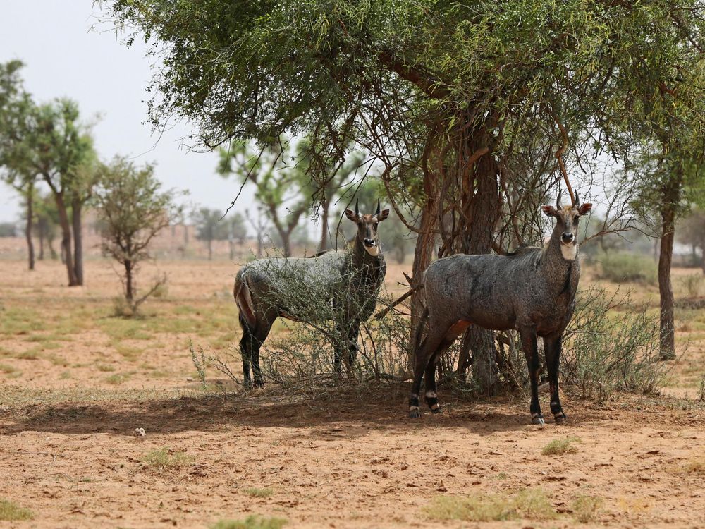 nilgai