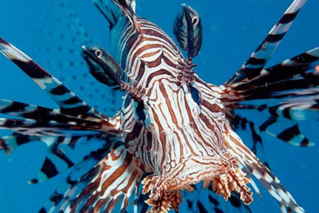Lionfish invasion
