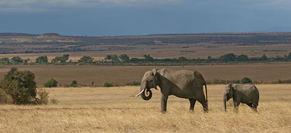  Elephants crossing the Serengeti 