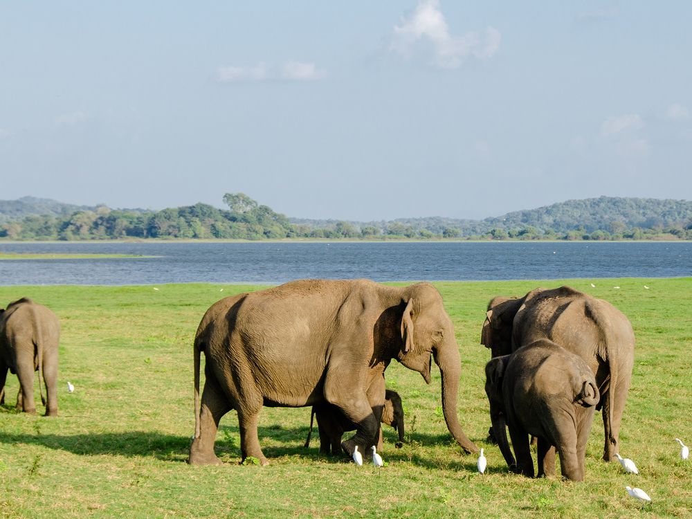 Asian elephants