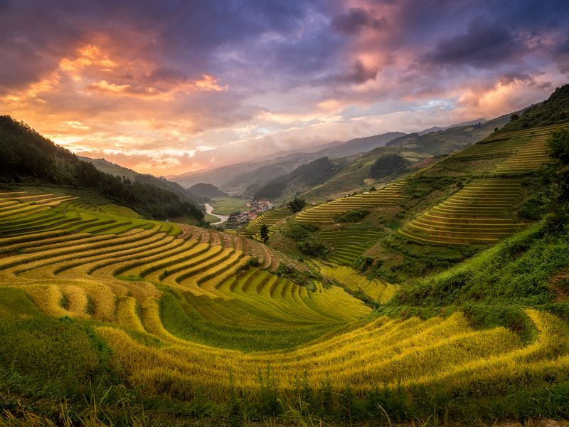 Mu Cang chai rice terraces in the harvest season