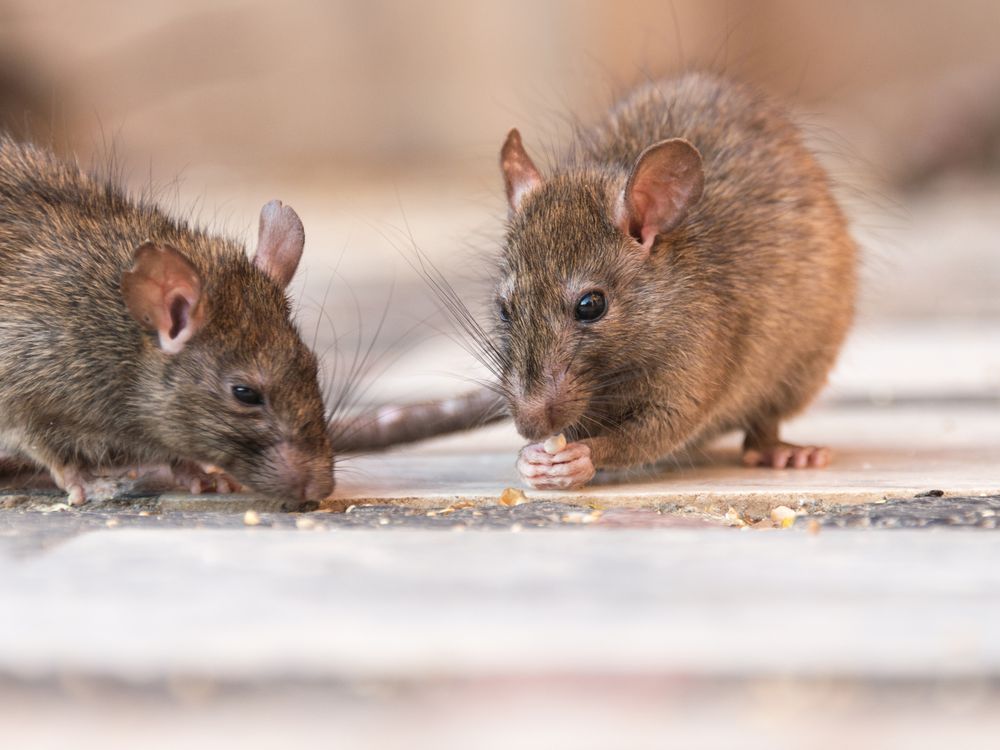 Two rats on the street eating crumbs
