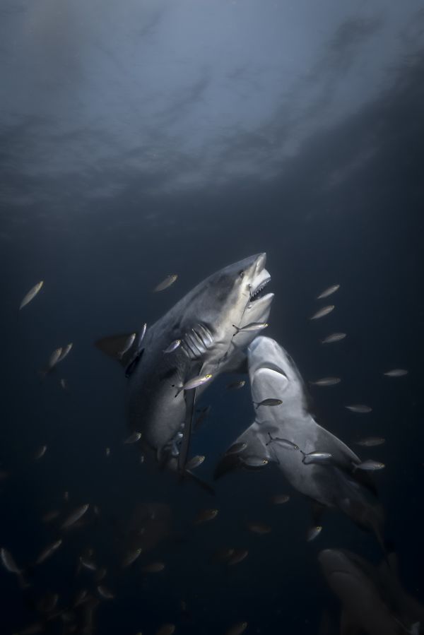 Bullsharks fight thumbnail