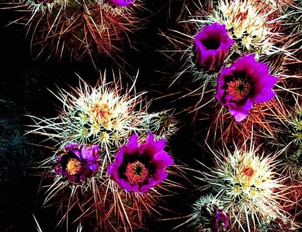 Oceaen Cacti thumbnail
