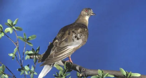 Martha, the last surviving member of the passenger pigeon species