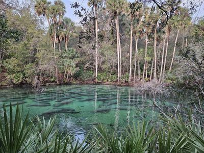 A record number of manatees gather in a warm spring in Florida&#39;s Blue Spring State Park on January 21, 2024.