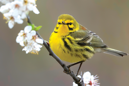 A prairie warbler greets the spring in New Jersey.