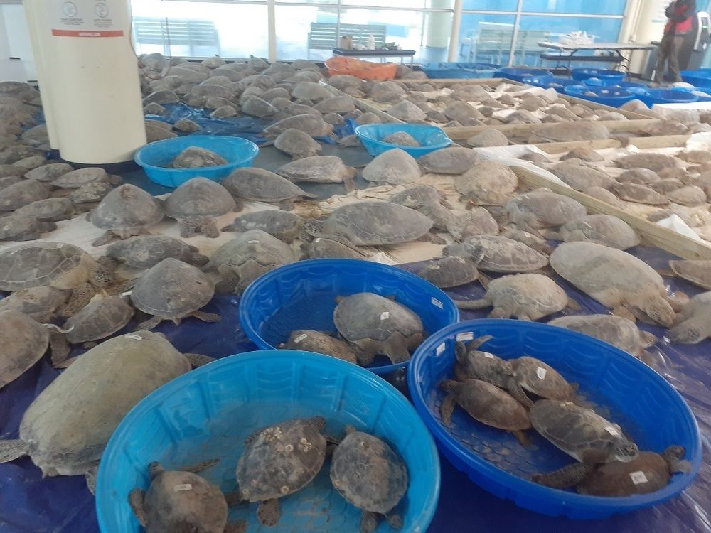 Thousands of sea turtles are pictured here laying on tarps and in kiddie pools after they were rescued from frigid temperatures in Texas