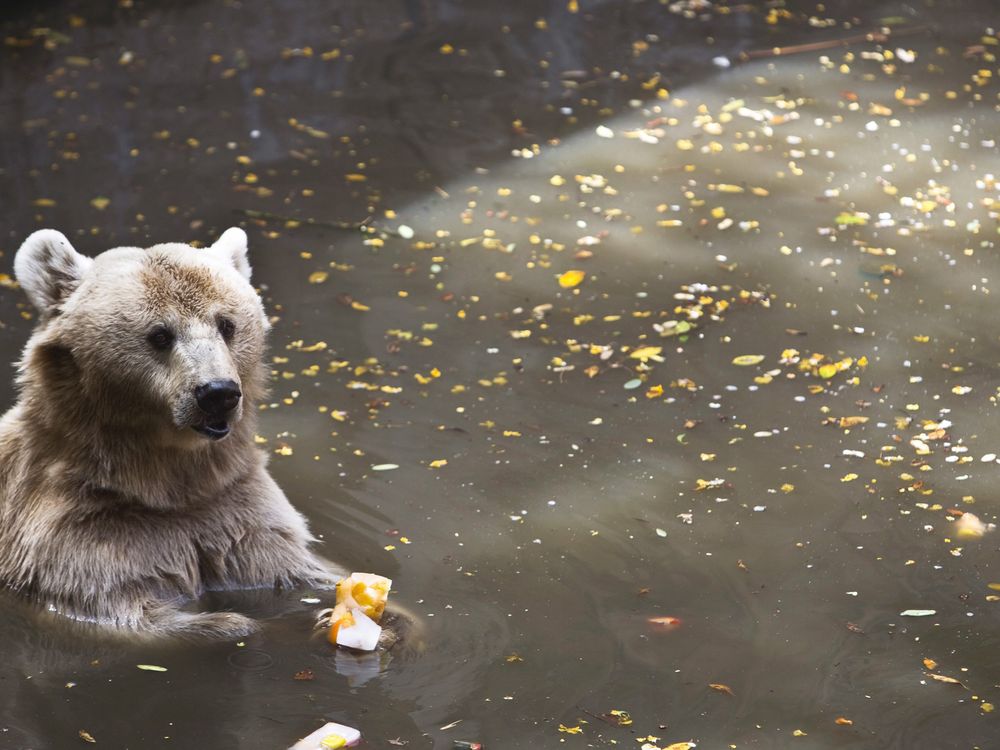 Syrian Brown Bear