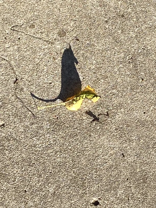 Seahorse Shadow thumbnail