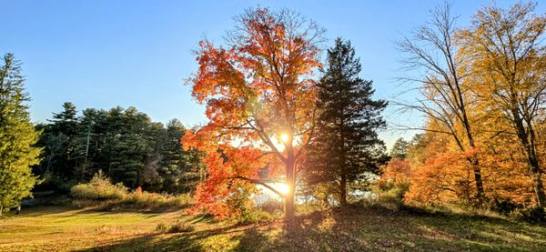 Sunset through the colors of the foliage! thumbnail