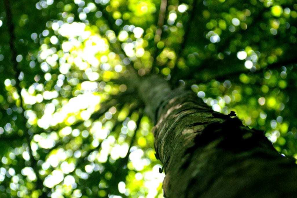 Tree Pollen Rainforest Archaeology