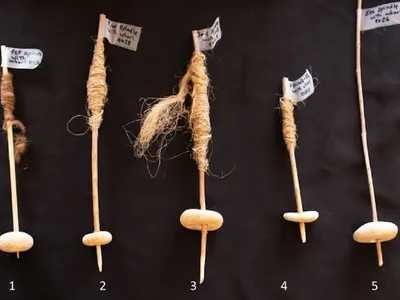 The researchers made experimental spindles and whorls based on 3D scans of the pebbles.
