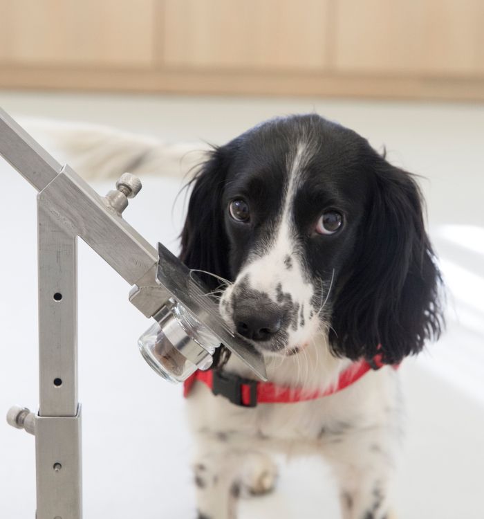 Good Dogs Could Help Identify Malaria Carriers