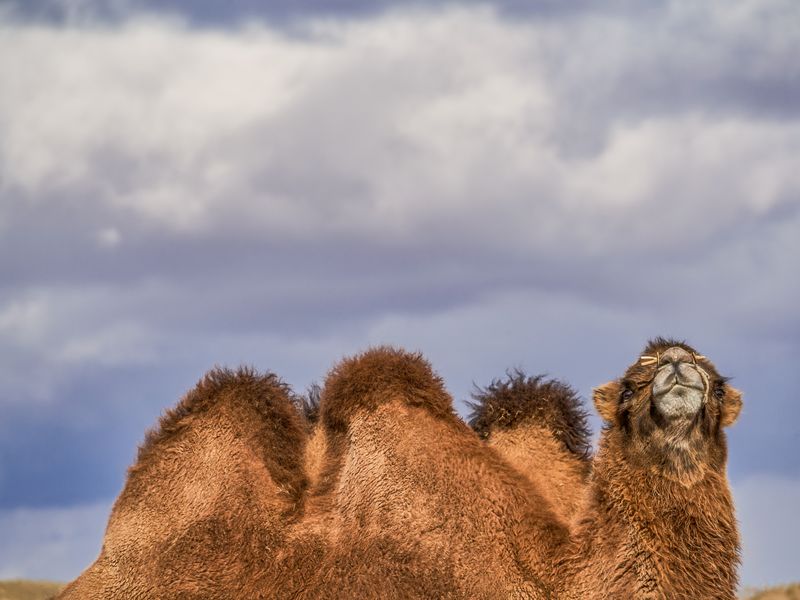 My Humps Smithsonian Photo Contest Smithsonian Magazine