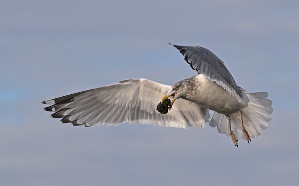 Seagull hovering to perfectly position itself to drop a clam onto the rocks below thumbnail