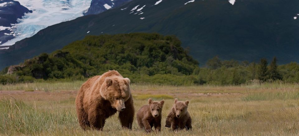  Bear with cubs 
